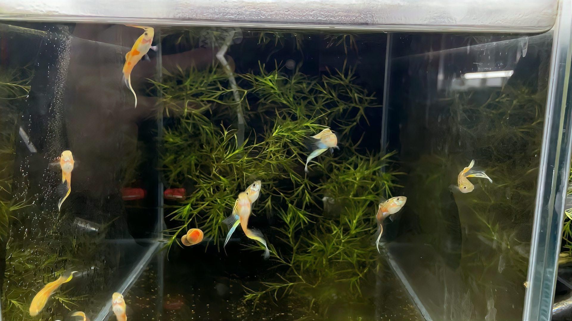 孔雀魚什么品種最皮實，孔雀魚小課堂之不同品種孔雀魚的“忍耐力”