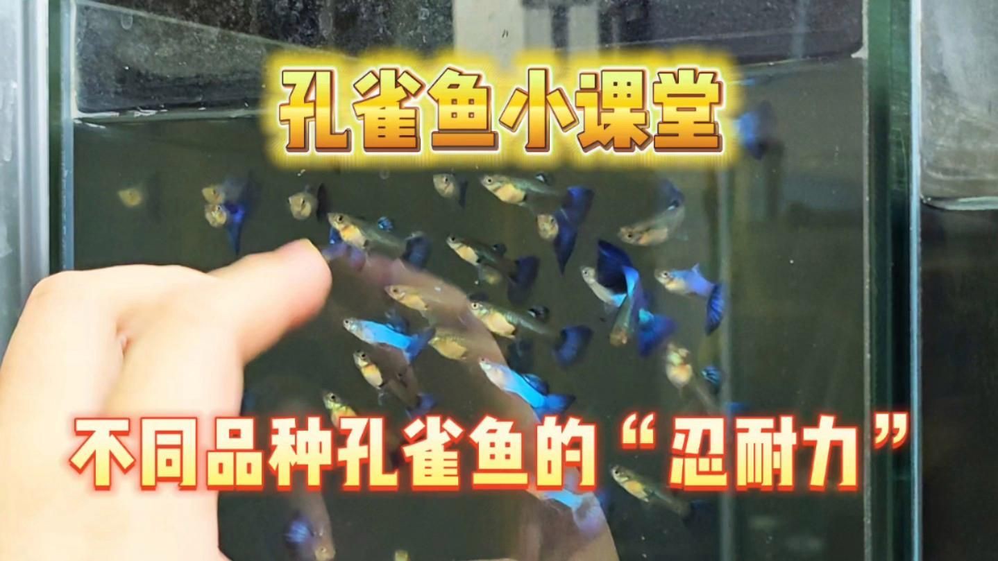 孔雀魚什么品種最皮實，孔雀魚小課堂之不同品種孔雀魚的“忍耐力”