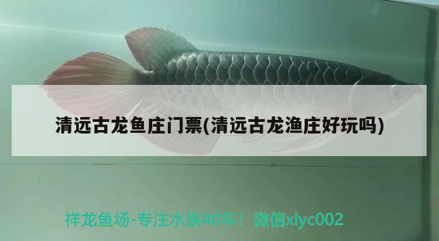 彌勒縣聚鱗閣水族館（彌勒縣聚鱗閣水族館電話）