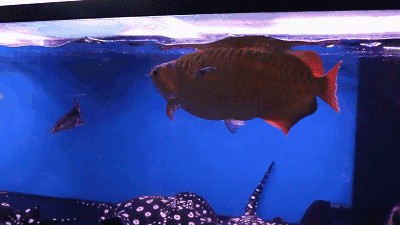 龍魚游姿怪異（龍魚游姿怪異可能由多種因素引起龍魚游姿怪異可能由多種因素引起）