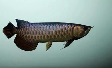 龍魚游姿怪異（龍魚游姿怪異可能由多種因素引起龍魚游姿怪異可能由多種因素引起）