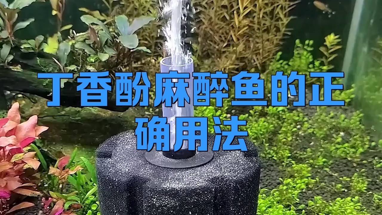 龍魚用的麻藥是什么藥水配制的