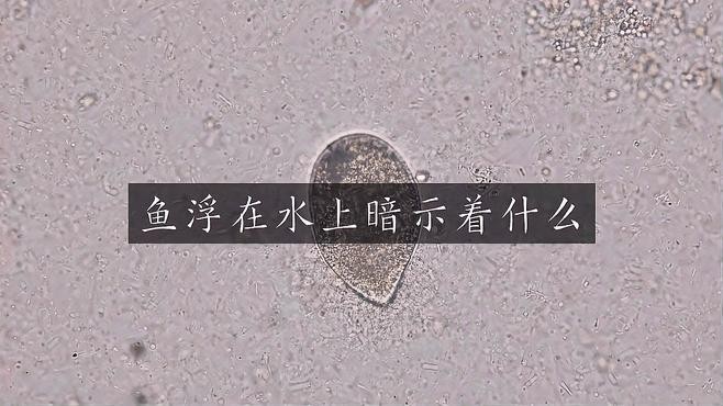 龍魚橫著漂浮在水面上怎么回事視頻