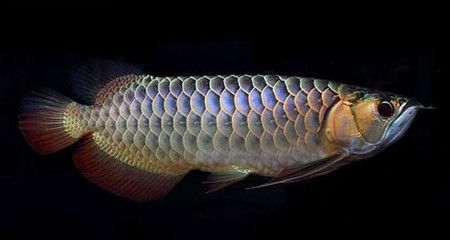 龍魚尾部有白點：龍魚尾部出現白點怎么辦