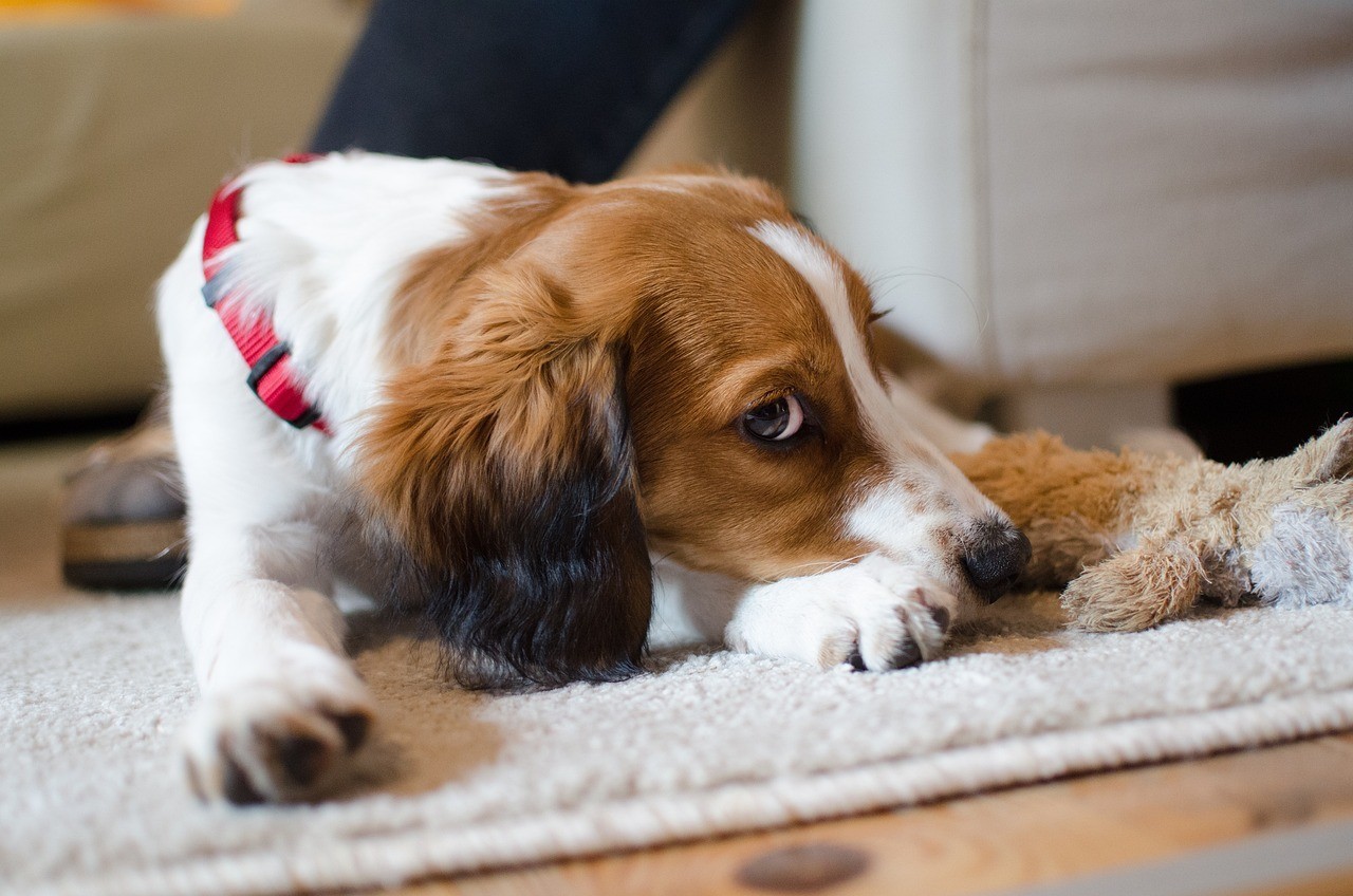 訥河市鑫鑫花鳥魚寵物館（訥河市鑫鑫花鳥魚寵物館怎么樣）