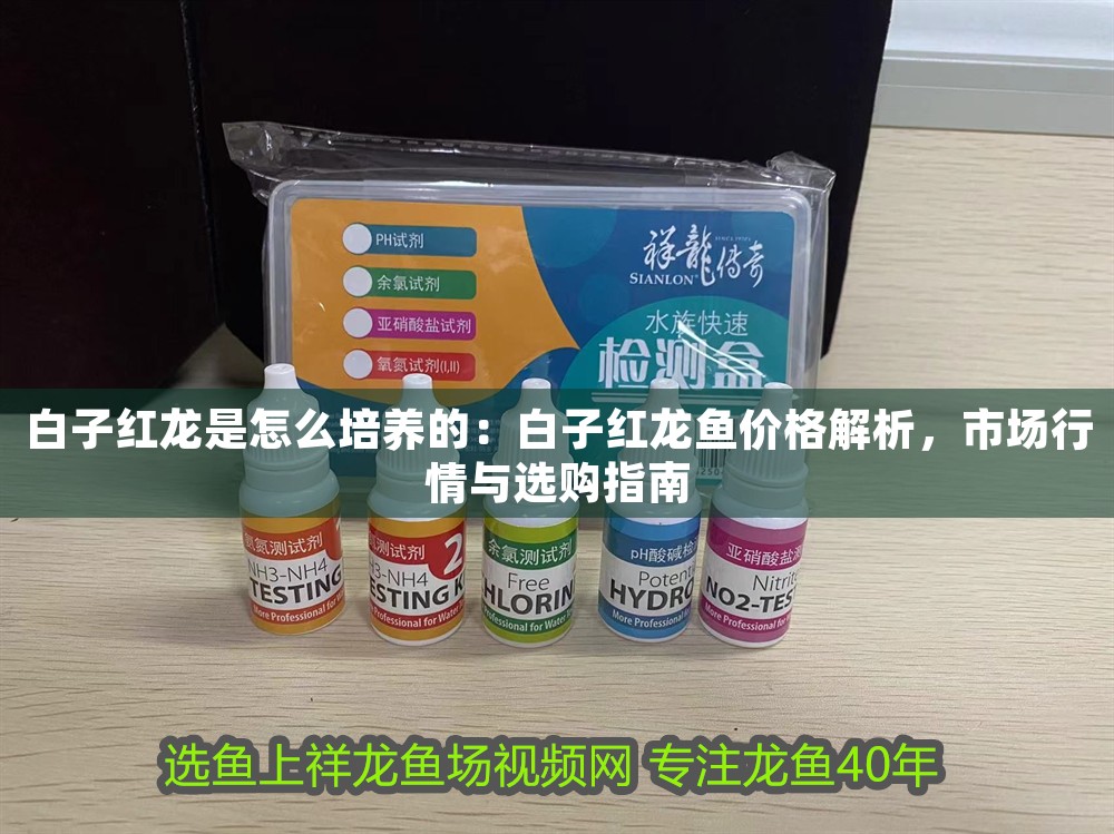 白子紅龍是怎么培養的：白子紅龍魚價格解析，市場行情與選購指南 白子紅龍是怎么培養的：白子紅龍魚價格解析，市場行情與選購指南 龍魚百科 第1張