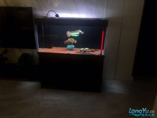 巴卡龍魚混養怎么養：巴卡雷龍魚混養巴卡雷龍魚混養技巧巴卡龍魚混養技巧