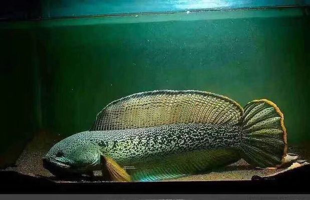 巴卡龍魚混養怎么養：巴卡雷龍魚混養巴卡雷龍魚混養技巧巴卡龍魚混養技巧