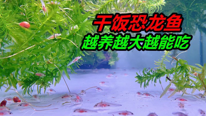 恐龍魚進食視頻大全播放