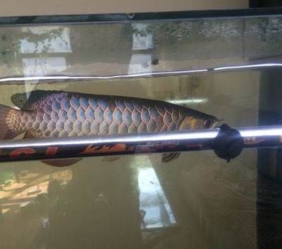 金龍魚30公分長到40公分多長時間【金龍魚30公分多長時間長到40公分會影響金龍魚生長速度】