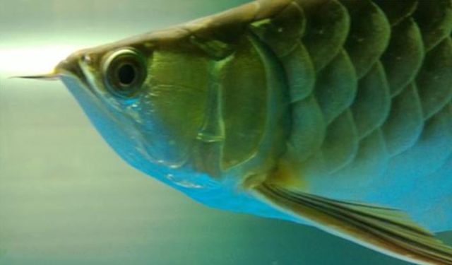 龍魚公母怎么分辨：如何分辨龍魚公母