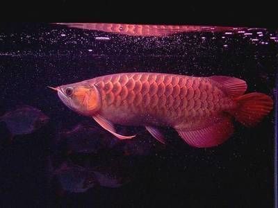 平遙縣薛龍龍水族館（平遙縣薛龍龍水族館地址）