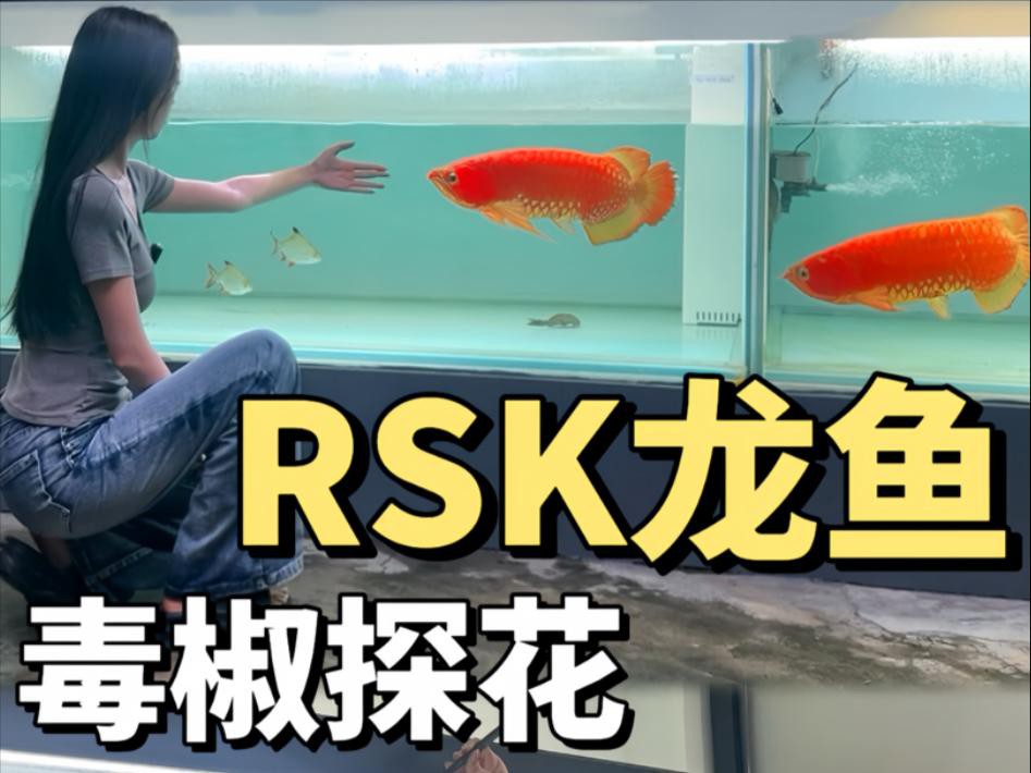 哪個品種的紅辣椒紅龍魚最稀有？
