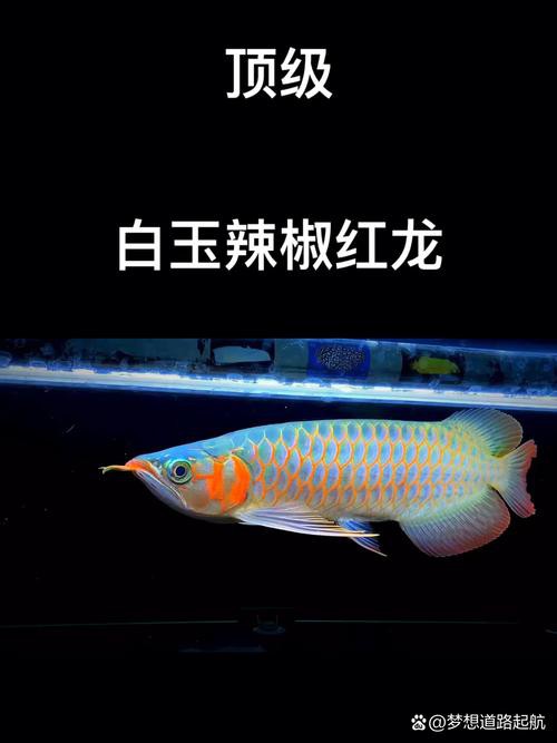 紅龍魚哪個品種好看又漂亮好養