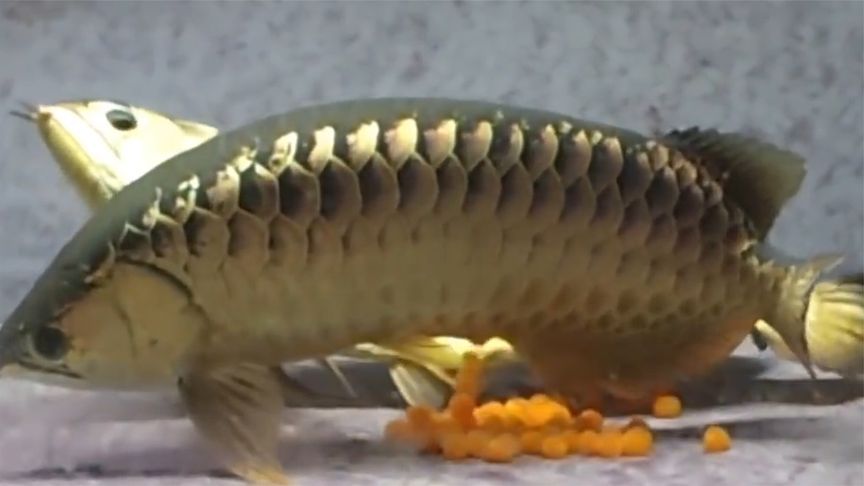 金龍魚炸鱗是什么原因：如何改善金龍魚水質環境，如何改善金龍魚飼料營養均衡指南