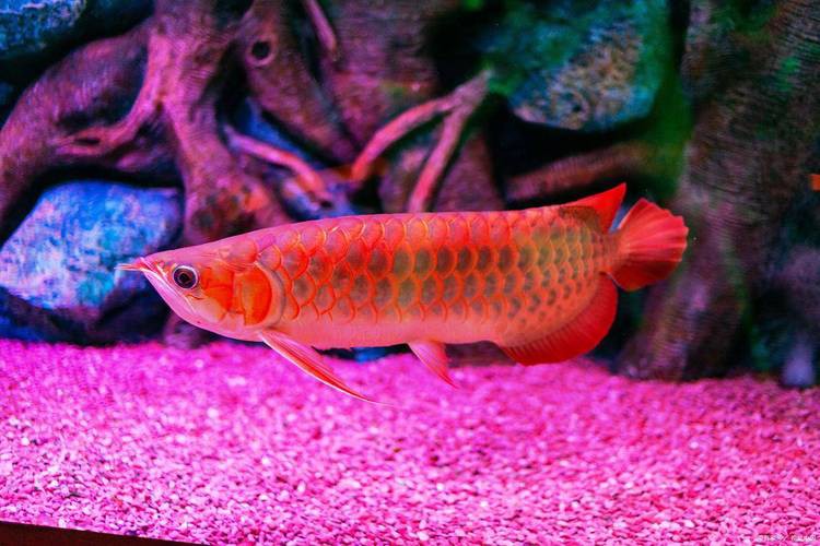 紅龍魚圖片高清 手機壁紙大圖