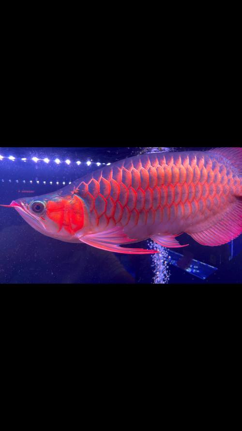 紅龍魚圖片高清 手機壁紙大圖