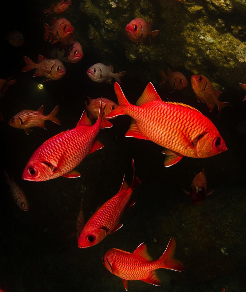紅龍魚圖片高清 手機壁紙大圖