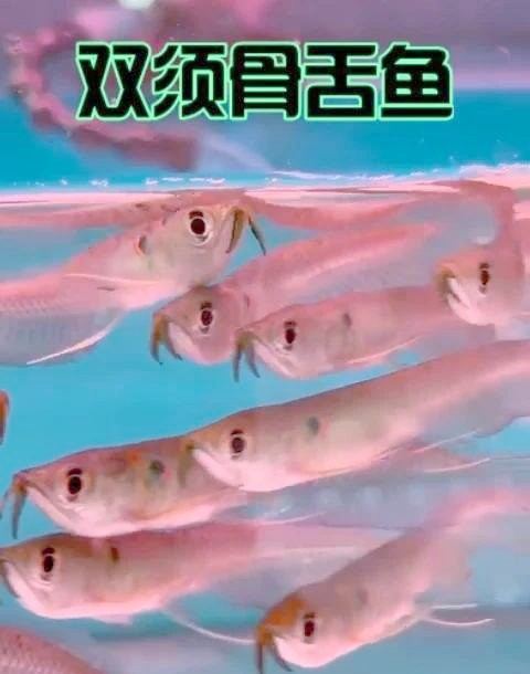 銀龍魚漂亮嗎圖片