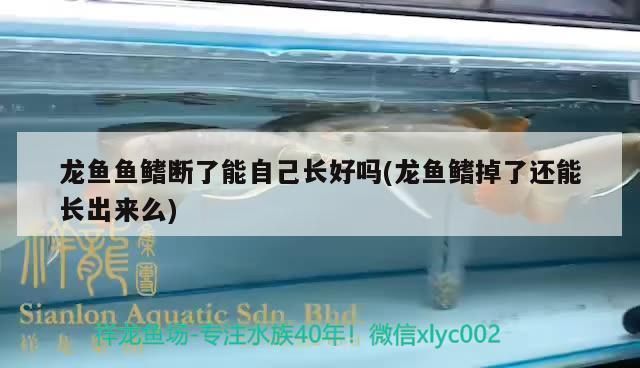 龍魚鰭斷了多久能長好：龍魚鰭斷了的恢復時間