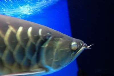 龍魚蒙眼怎么解決：龍魚蒙眼怎么辦