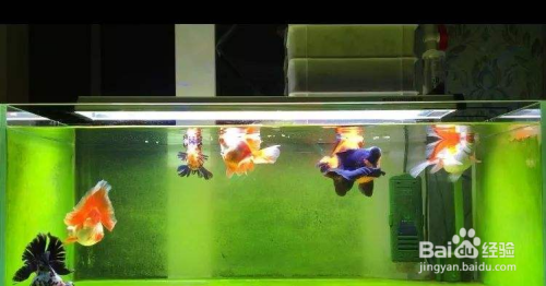 紅龍魚大概多少錢一條圖片大全視頻（紅龍魚大概多少錢一條圖片大全視頻下載）