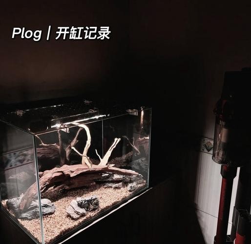 雷龍魚魚缸用什么過濾