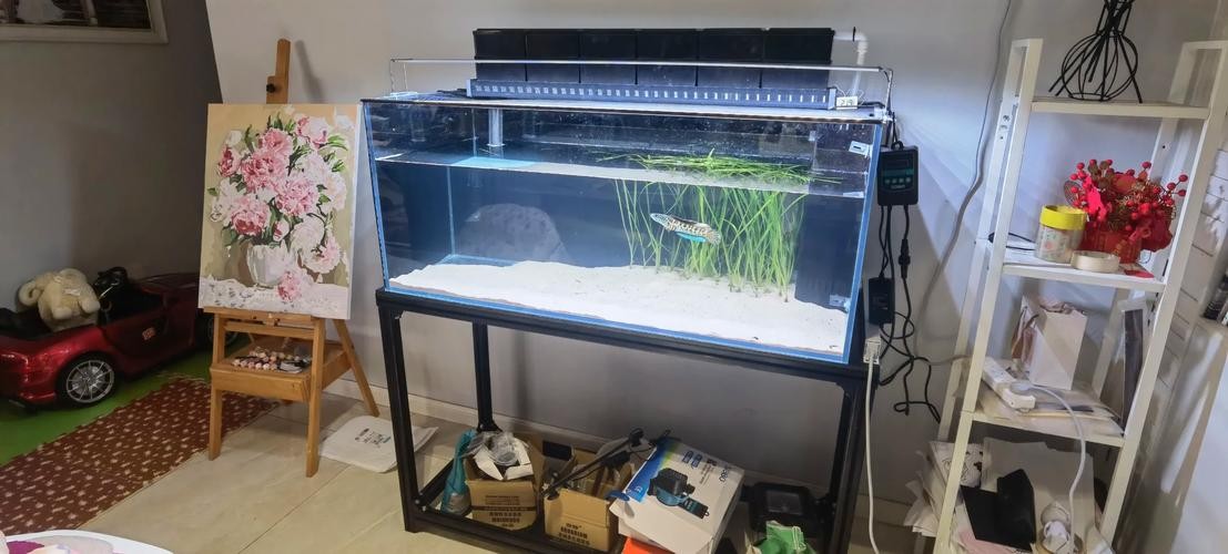 雷龍魚魚缸用什么過濾