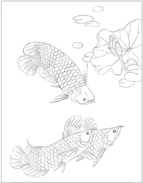 金龍魚結(jié)構(gòu)圖片大全