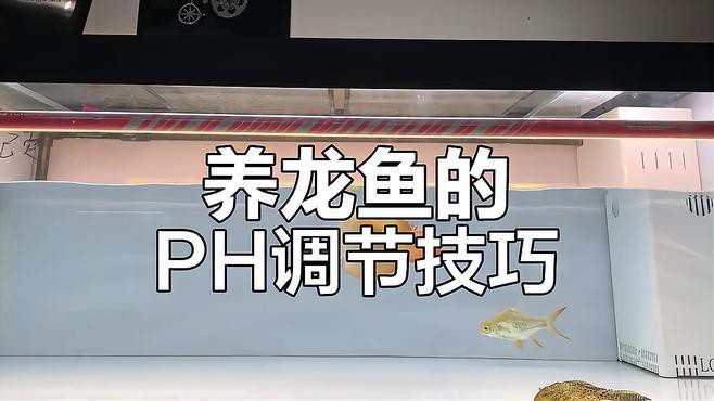 如何保持深海紅龍魚的水質穩定？