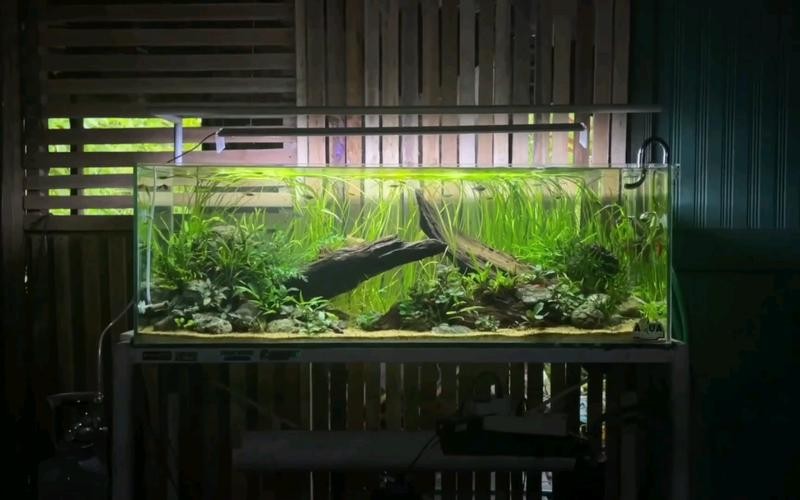龍魚養殖基地圖片大全 龍魚養殖基地圖片大全 龍魚百科 第16張
