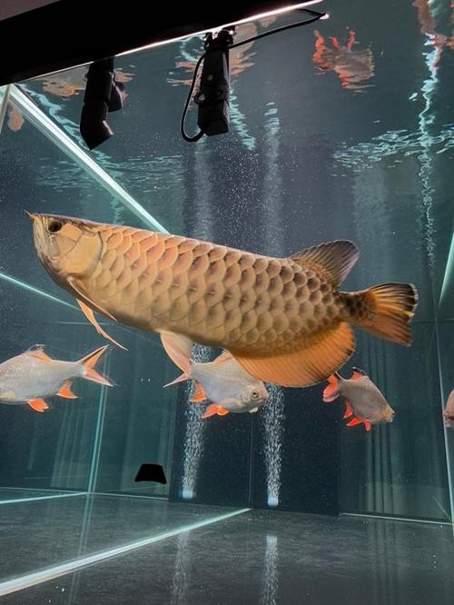 龍魚養殖基地圖片大全 龍魚養殖基地圖片大全 龍魚百科 第40張