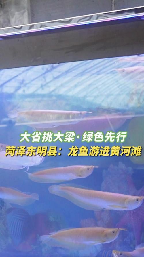 龍魚養殖基地圖片大全 龍魚養殖基地圖片大全 龍魚百科 第26張