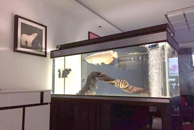 龍魚養殖基地圖片大全 龍魚養殖基地圖片大全 龍魚百科 第13張