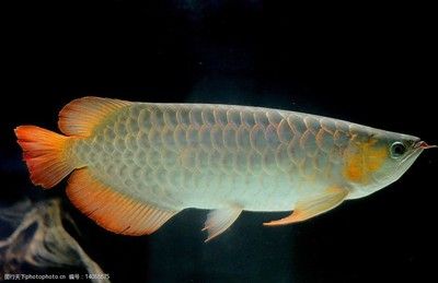 新入缸龍魚趴缸是什么原因新入缸龍魚趴缸是什么原因：新入缸的龍魚趴缸是什么原因