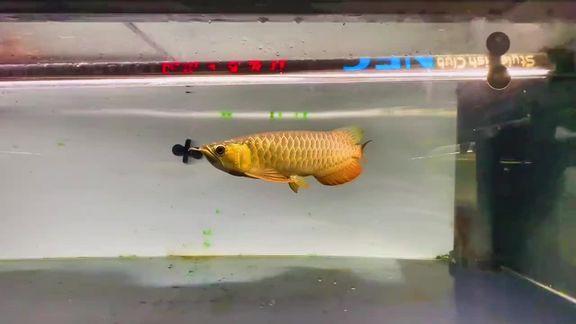 李亞四金龍魚哪個品種最貴？