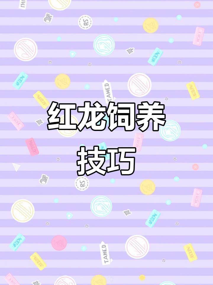 紅龍魚40公分后如何管理？