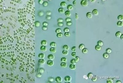 龍魚(yú)吃什么上色快又好養(yǎng)（為了讓龍魚(yú)上色快且好養(yǎng)）