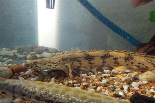 虎紋恐龍魚會攻擊別的魚嗎為什么（虎紋恐龍魚在特定條件下會攻擊其他魚嗎？）