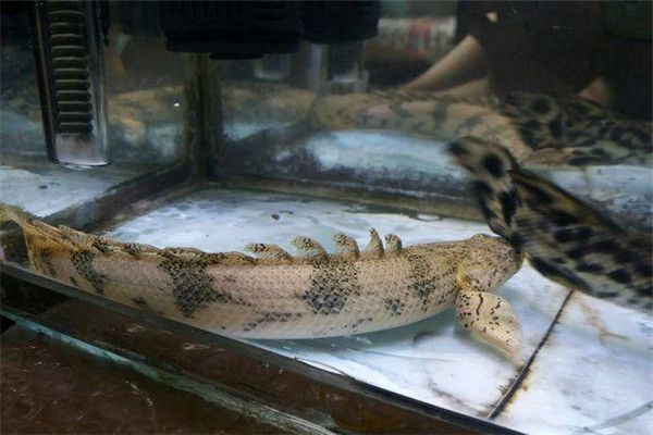 虎紋恐龍魚會攻擊別的魚嗎為什么（虎紋恐龍魚在特定條件下會攻擊其他魚嗎？）