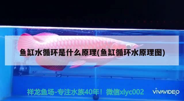 魚缸水循環(huán)是什么原理(魚缸循環(huán)水原理圖)