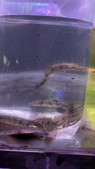 恐龍魚是熱帶魚還是冷水魚圖片