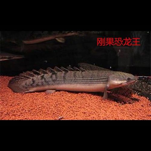 恐龍魚是熱帶魚還是冷水魚圖片