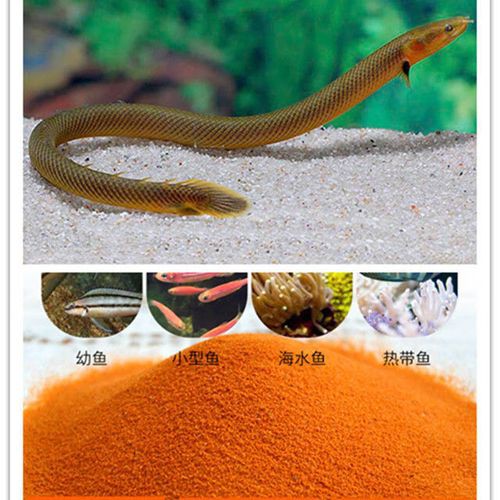 恐龍魚是熱帶魚還是冷水魚圖片