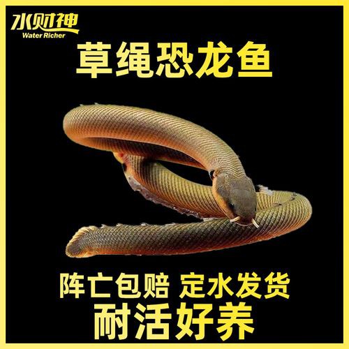 恐龍魚是熱帶魚還是冷水魚圖片