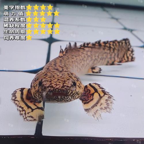 恐龍魚是熱帶魚還是冷水魚圖片