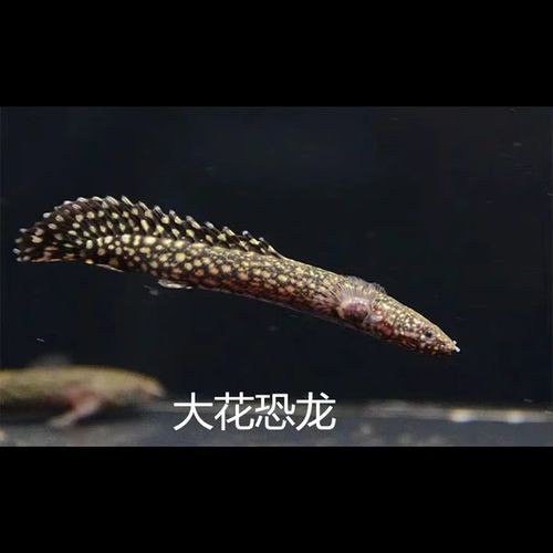 恐龍魚是熱帶魚還是冷水魚圖片