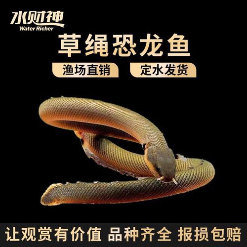 恐龍魚是熱帶魚還是冷水魚圖片