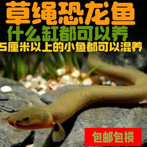 恐龍魚是熱帶魚還是冷水魚圖片