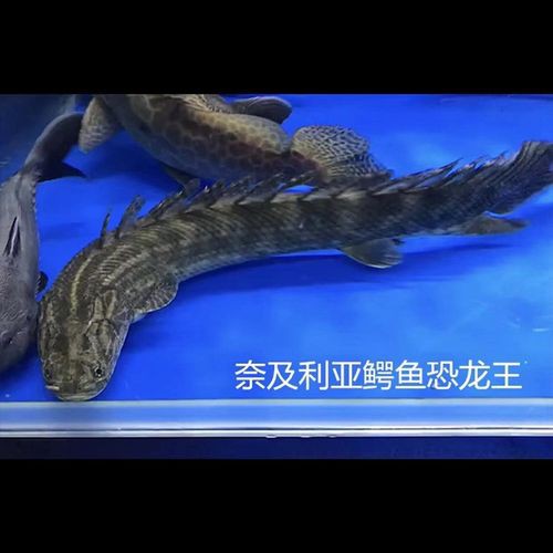 恐龍魚是熱帶魚還是冷水魚圖片